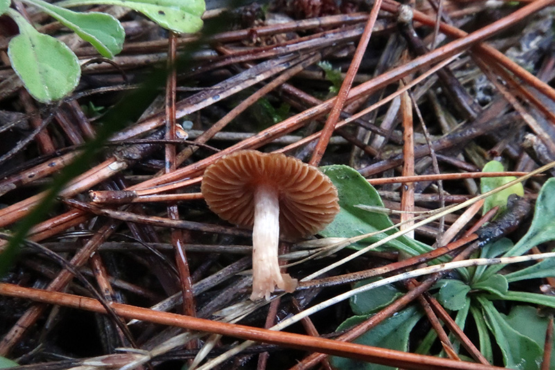 Un Cortinarius da identificare